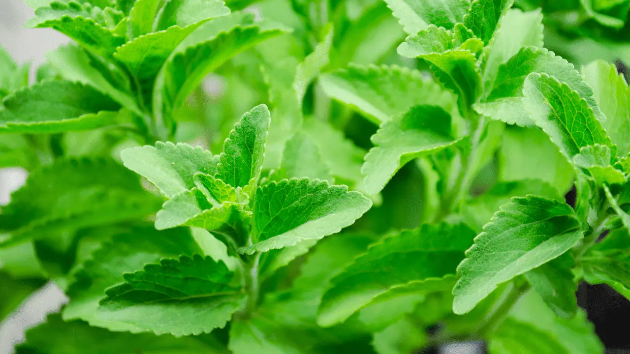 Why Does Stevia Taste Weird? Unraveling the Mystery of This Sugar Alternative