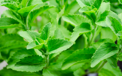 Why Does Stevia Taste Weird? Unraveling the Mystery of This Sugar Alternative